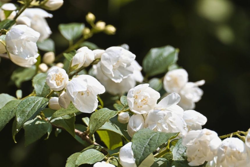 Jezsámen: Miért kerülik el sok kertész a virágzó cserjét a látványos illat ellenére?