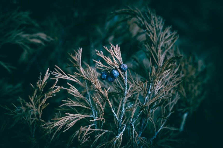 Boróka bajok? Így előzd meg a sárguló tűket és tartsd egészségesen a kedvenced!