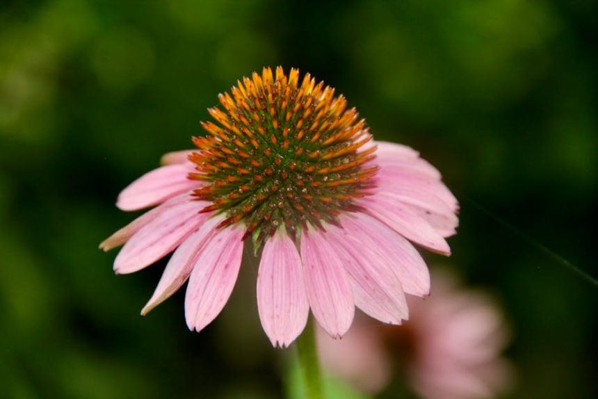 Az elnyílás művészete: hogyan segíthet a visszavágás a kúpvirág tartós virágzásában?