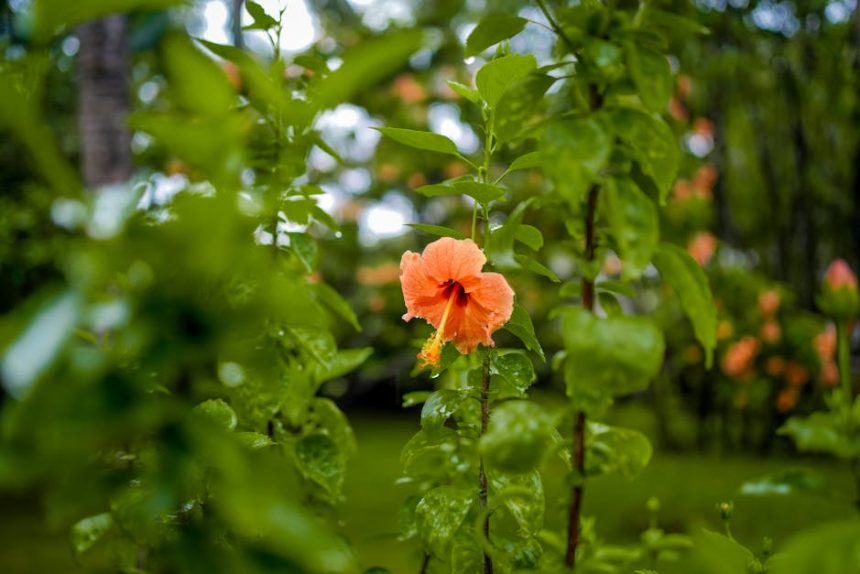 Amikor a nebáncsvirág megtréfálta a kertész családot – egy virág, ami több mint szépség