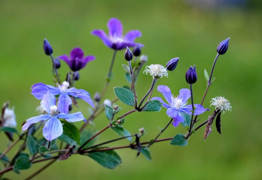 Miért nem mindig virágzik a klemátisz, ahogy azt sokan hiszik?