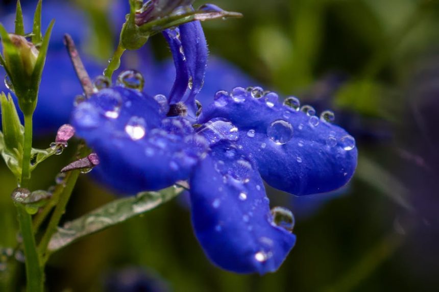 Valóban mérgező a sarkantyúka, vagy csak a régi hiedelmek szólnak róla?