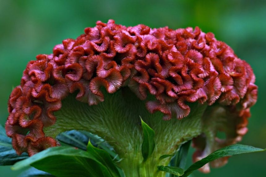 Kokárdavirág: A kerted bohóca, aki sosem hagy unatkozni!