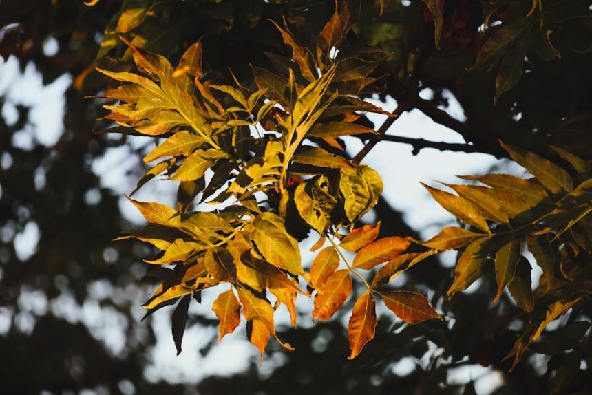 Barátcserje lombjának rejtett szerepe a kerti mikroklíma szabályozásában