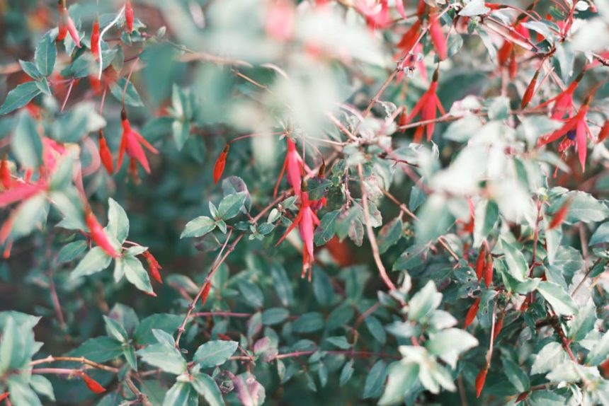 Fukszia árnyékban? Amit a legtöbb kertész nem tud a növény igényeiről és fejlődéséről