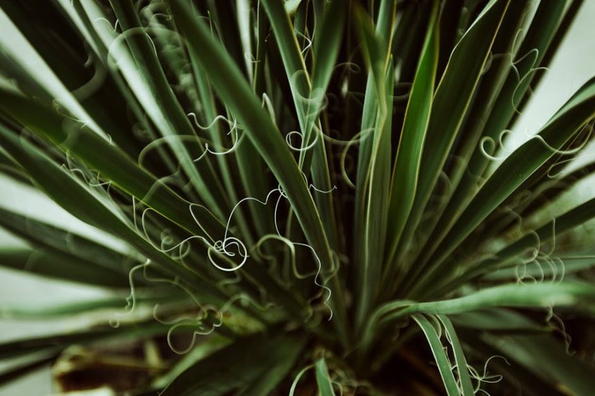 Miért nem hal meg a jukka, ha elfelejted öntözni? – A legnagyobb kertészkedési tévhit újragondolva