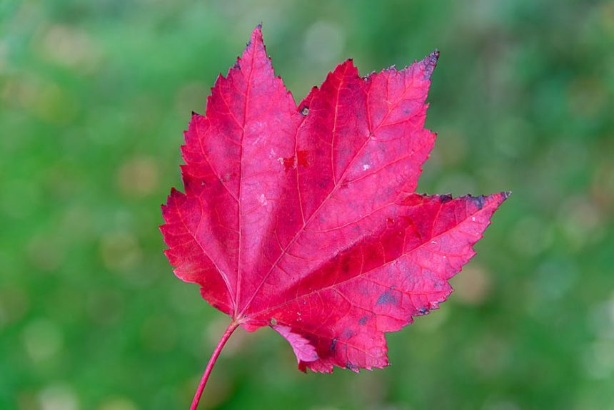 Miért Válik Vörös Juharod Sárgává Tavasszal? – A Leggyakoribb Gond, Amit Minden Rajongónak Ismernie Kell!