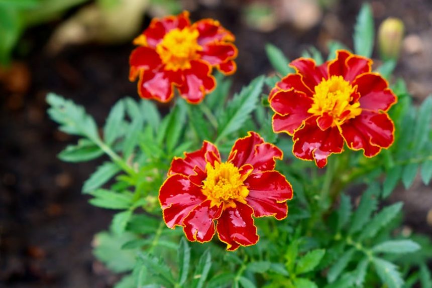 Miért hervad el idő előtt az egynyári virágod, és hogyan kerülheted el a leggyakoribb gondozási hibát?