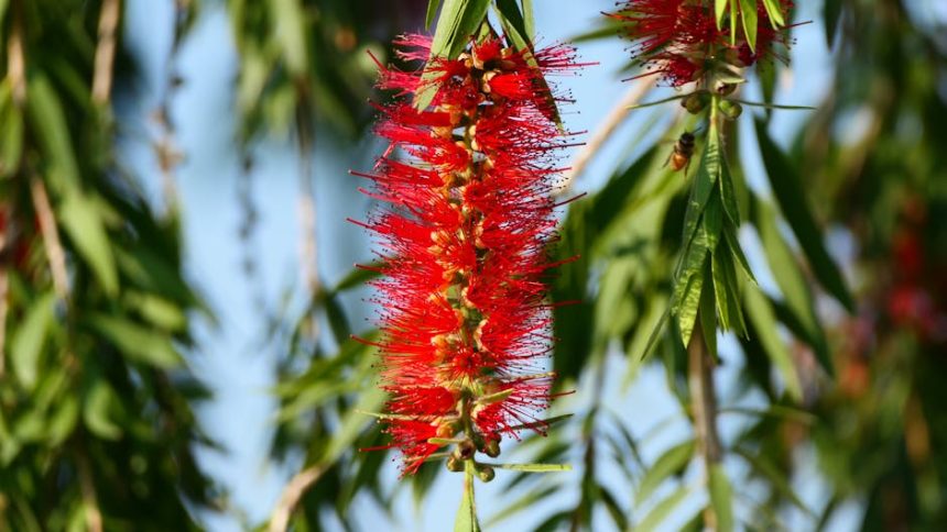 Amikor a kefevirág nem csak dísz: az elfeledett kertészeti szerep, amit ritkán emlegetnek