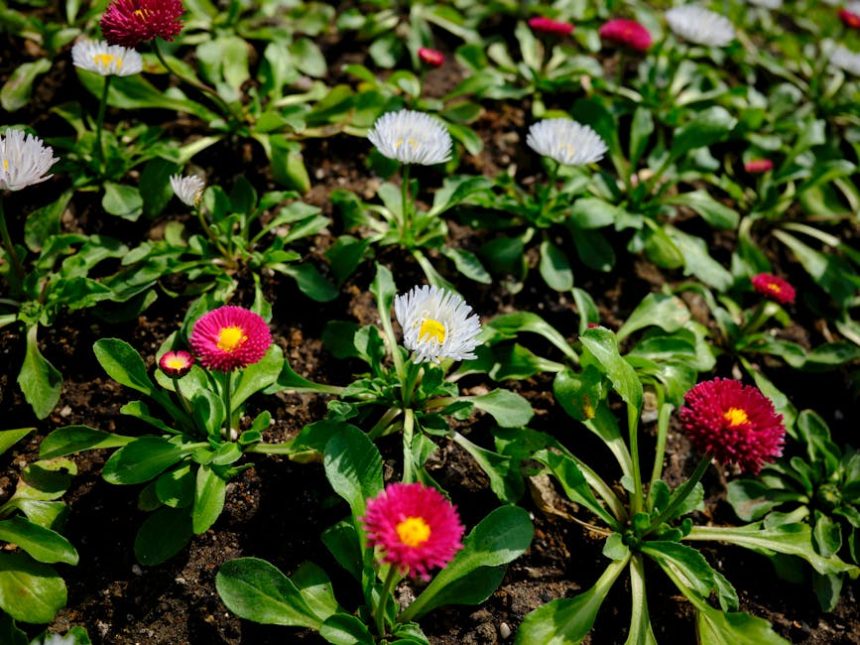 Évelő csodák vagy kertészeti bakik? Amit az örökzöld virágokról sosem mondtak el neked!