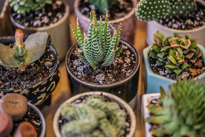 A pozsgás növények rejtett tápláléka: miért elengedhetetlen a mikroelemek rendszeres pótlása?