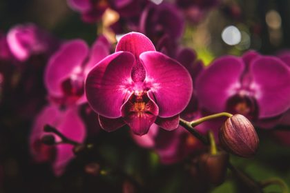 Kosbor kalandok: amikor az orchideák is tudnak csintalankodni a kertben