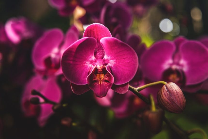 Kosbor kalandok: amikor az orchideák is tudnak csintalankodni a kertben