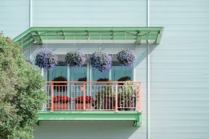 Balkon aranyám sápad és hullatja leveleit? Így hozd vissza gyorsan a régi fényét!