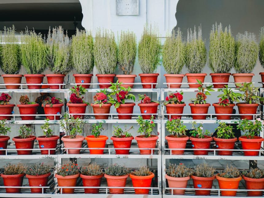 Amikor a cserepes virágok csendben formálják otthonod légkörét – egy váratlan társ a mindennapokban